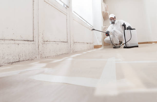24/7 Emergency Basement Mold Removal experts in Willowbrook, IL