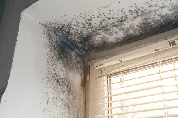 Affordable Basement Mold Removal solutions in Willowbrook, IL