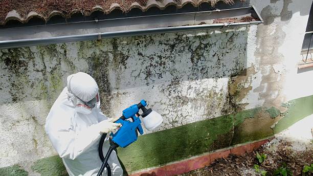 Top rated local Basement Mold Removal specialists in Willowbrook, IL